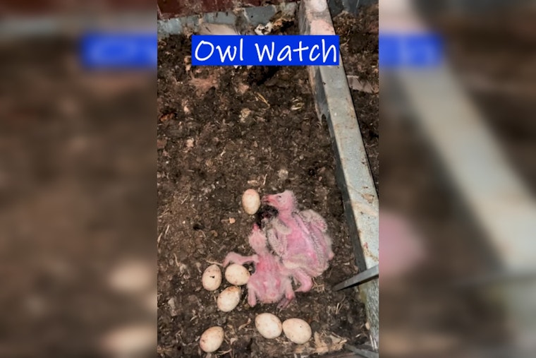 Baby Owls Take Over Delacroix Firehouse, Put Demolition On Hold