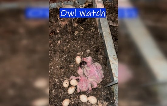 Baby Owls Take Over Delacroix Firehouse, Put Demolition On Hold