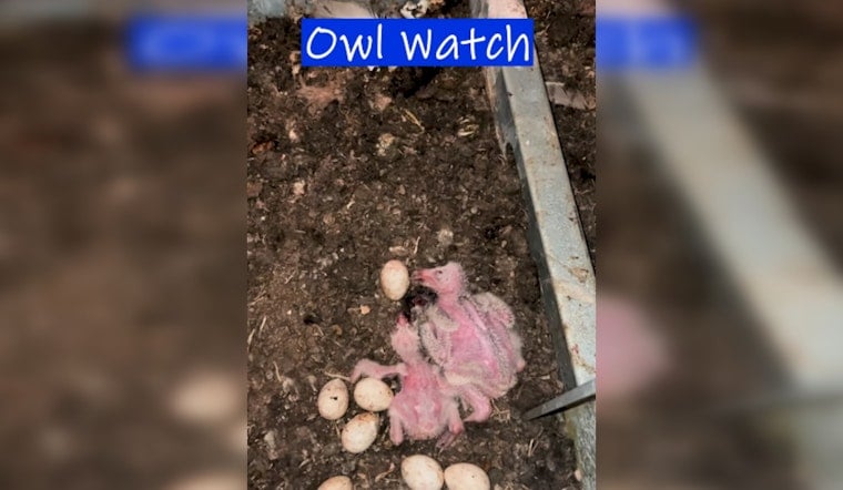 Baby Owls Take Over Delacroix Firehouse, Put Demolition On Hold