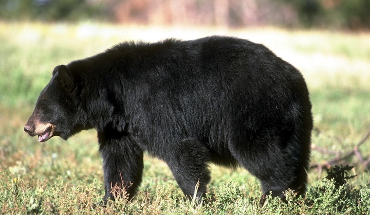 Backyard Bear’s Dawn Stroll Stuns Quiet Slinger Block