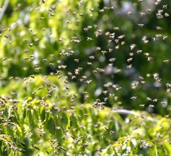 Backyard Horror in West Covina as Bee Swarm Kills 91-Year-Old