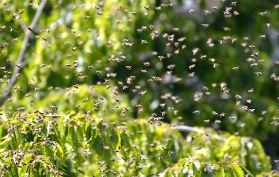 Backyard Horror in West Covina as Bee Swarm Kills 91-Year-Old