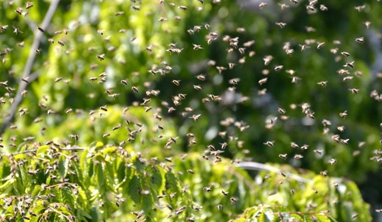 Backyard Horror in West Covina as Bee Swarm Kills 91-Year-Old