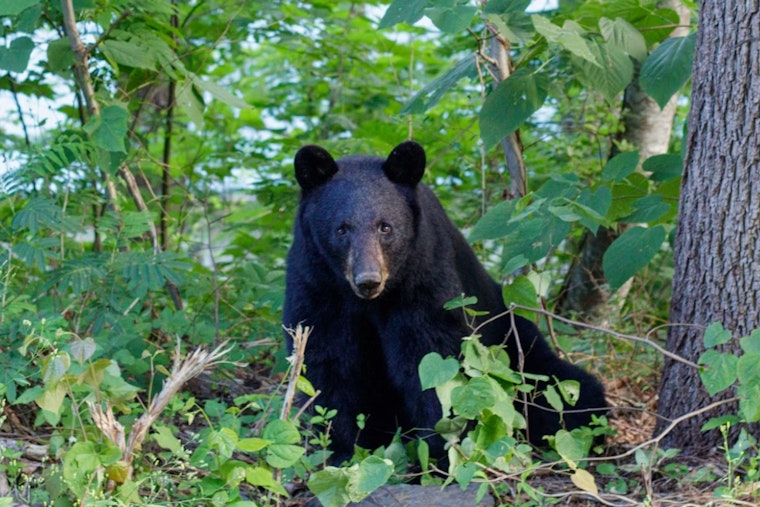 Backyard Intruder: Black Bear Stirs Up Northeast Aurora Neighborhood