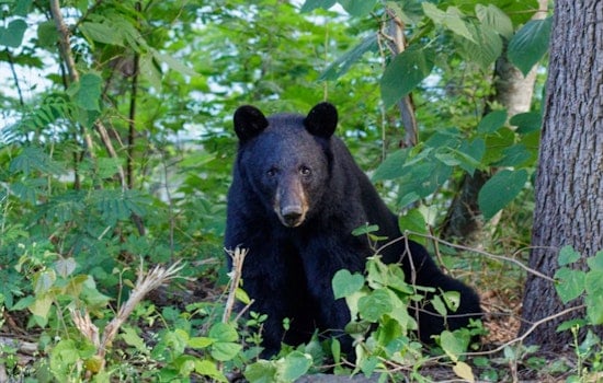 Backyard Intruder: Black Bear Stirs Up Northeast Aurora Neighborhood