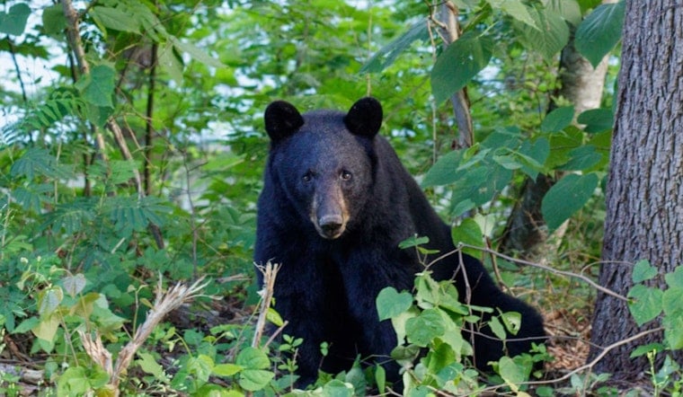 Backyard Intruder: Black Bear Stirs Up Northeast Aurora Neighborhood