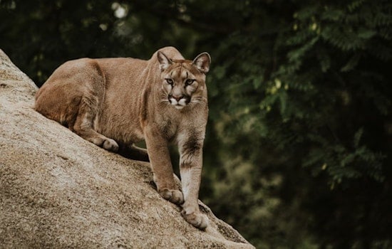 Backyard Mountain Lion Startles Sleeping Scripps Highlands Block