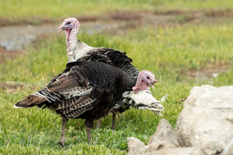 Backyard Showdown As Wild Turkeys Trap Cambridge Woman In Feathered Frenzy