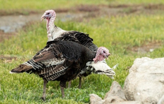 Backyard Showdown As Wild Turkeys Trap Cambridge Woman In Feathered Frenzy