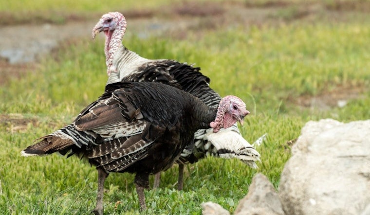 Backyard Showdown As Wild Turkeys Trap Cambridge Woman In Feathered Frenzy