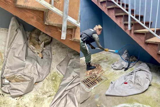 Backyard Standoff: SF Officers Gently Nab Juvenile Coyote On Hillside
