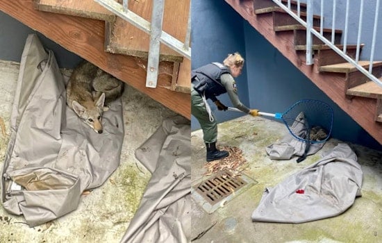 Backyard Standoff: SF Officers Gently Nab Juvenile Coyote On Hillside