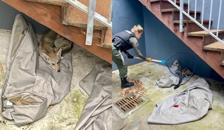 Backyard Standoff: SF Officers Gently Nab Juvenile Coyote On Hillside