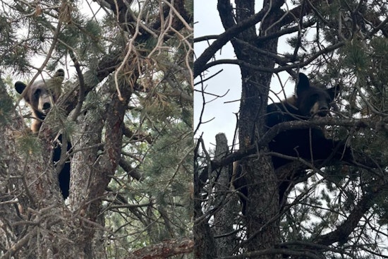 Barnes Road Bear Busted: Yearling Nabbed At Busy Springs Corner, Shipped Back To The Wild