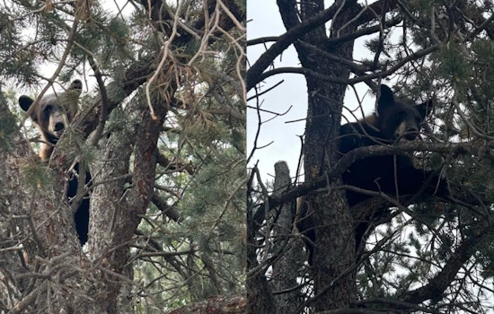 Barnes Road Bear Busted: Yearling Nabbed At Busy Springs Corner, Shipped Back To The Wild