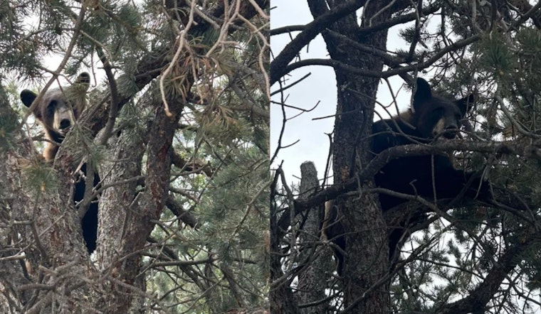 Barnes Road Bear Busted: Yearling Nabbed At Busy Springs Corner, Shipped Back To The Wild