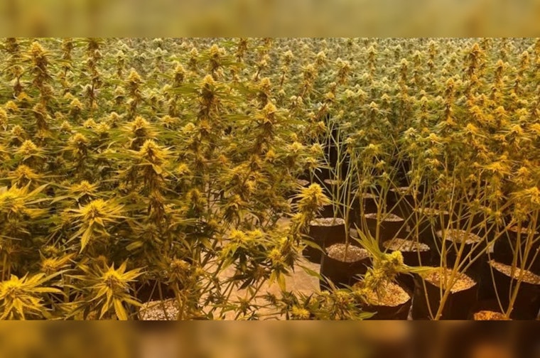 Barnsdall Pot Bust: Cops Uproot Nearly 13,000 Plants in Rural Raid