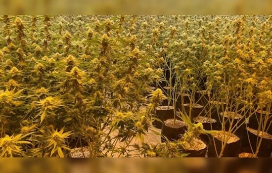 Barnsdall Pot Bust: Cops Uproot Nearly 13,000 Plants in Rural Raid
