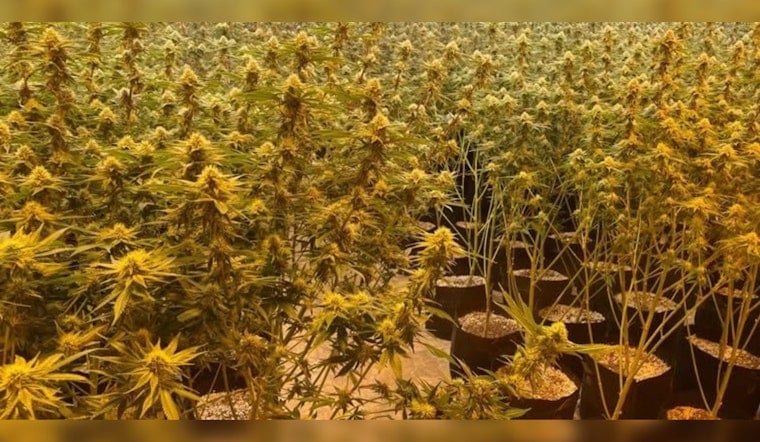Barnsdall Pot Bust: Cops Uproot Nearly 13,000 Plants in Rural Raid