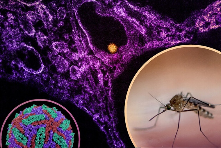 Bay County Sounds Alarm As First West Nile Mosquitoes Test Positive