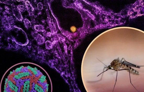 Bay County Sounds Alarm As First West Nile Mosquitoes Test Positive
