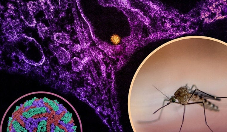 Bay County Sounds Alarm As First West Nile Mosquitoes Test Positive