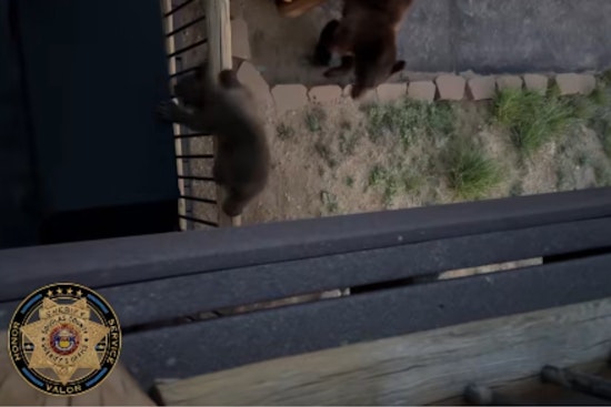 Bear Breaks Into Douglas County Home As Neighborhood Sightings Surge