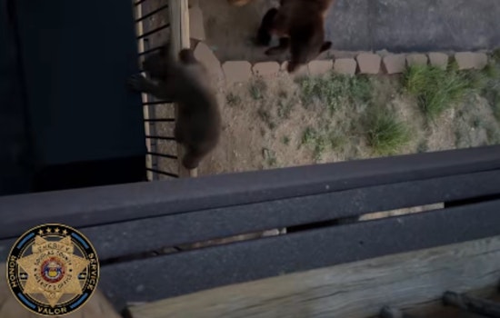 Bear Breaks Into Douglas County Home As Neighborhood Sightings Surge