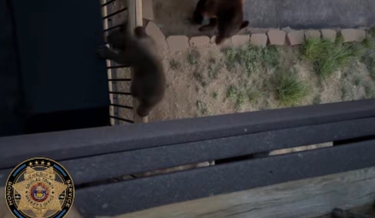 Bear Breaks Into Douglas County Home As Neighborhood Sightings Surge