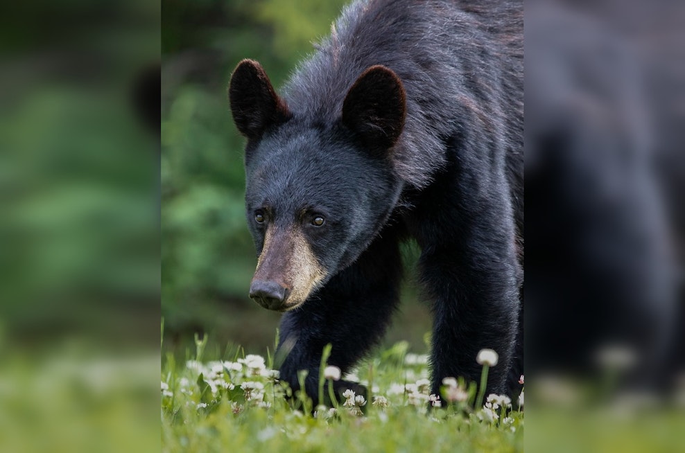 Bear Climbs Into Pickup Truck in Gatlinburg