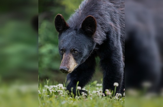 Bear Climbs Into Pickup Truck in Gatlinburg