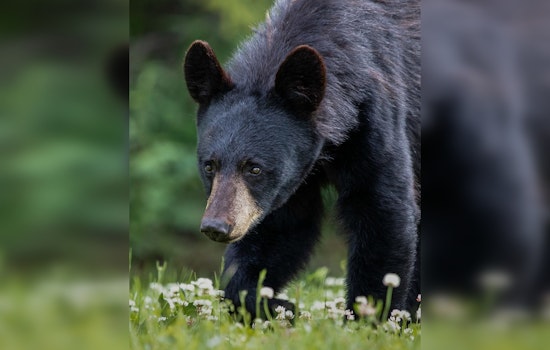 Bear Climbs Into Pickup Truck in Gatlinburg