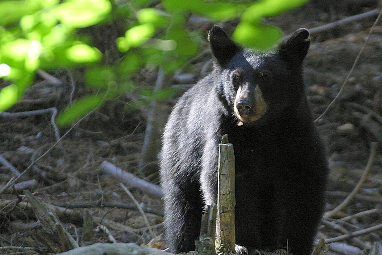 Bear Crashes Severn’s Still Meadow Strolls As Cops Tell Neighbors To Back Off
