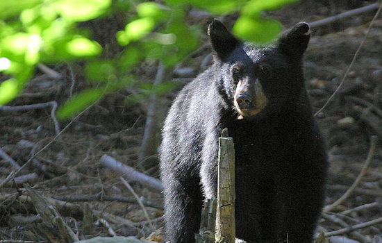 Bear Crashes Severn’s Still Meadow Strolls As Cops Tell Neighbors To Back Off