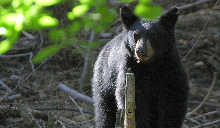 Bear Crashes Severn’s Still Meadow Strolls As Cops Tell Neighbors To Back Off