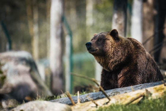 Bear Encounter Injures Two Hikers, Shuts Down Mount Si Trails