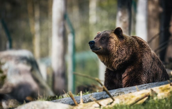 Bear Encounter Injures Two Hikers, Shuts Down Mount Si Trails