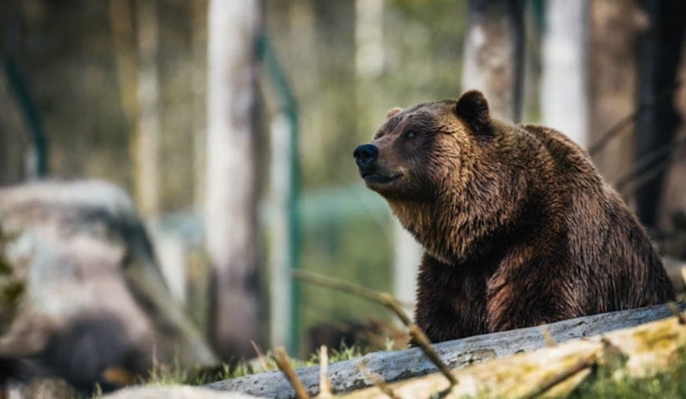 Bear Encounter Injures Two Hikers, Shuts Down Mount Si Trails