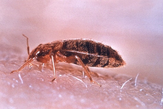 Bedbug Scare Empties California Education HQ In Downtown Sacramento
