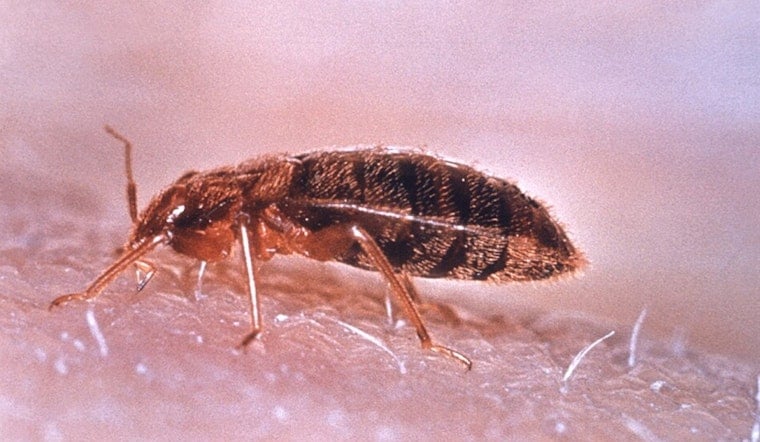 Bedbug Scare Empties California Education HQ In Downtown Sacramento