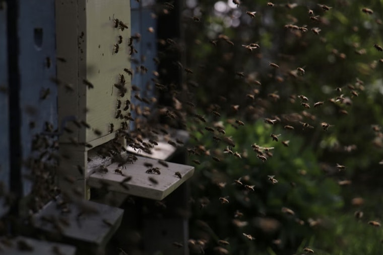 Bee-pocalypse in Mauriceville as Honey Hauler Flips and Millions Swarm