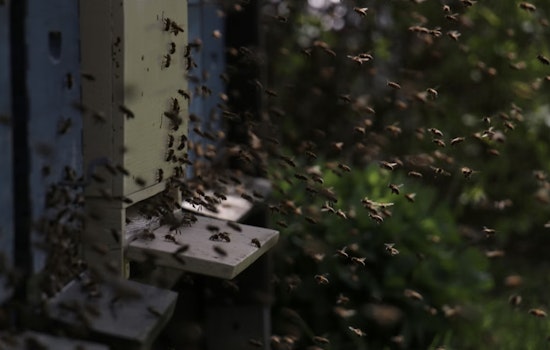 Bee-pocalypse in Mauriceville as Honey Hauler Flips and Millions Swarm