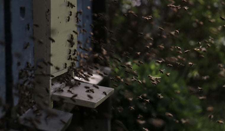 Bee-pocalypse in Mauriceville as Honey Hauler Flips and Millions Swarm