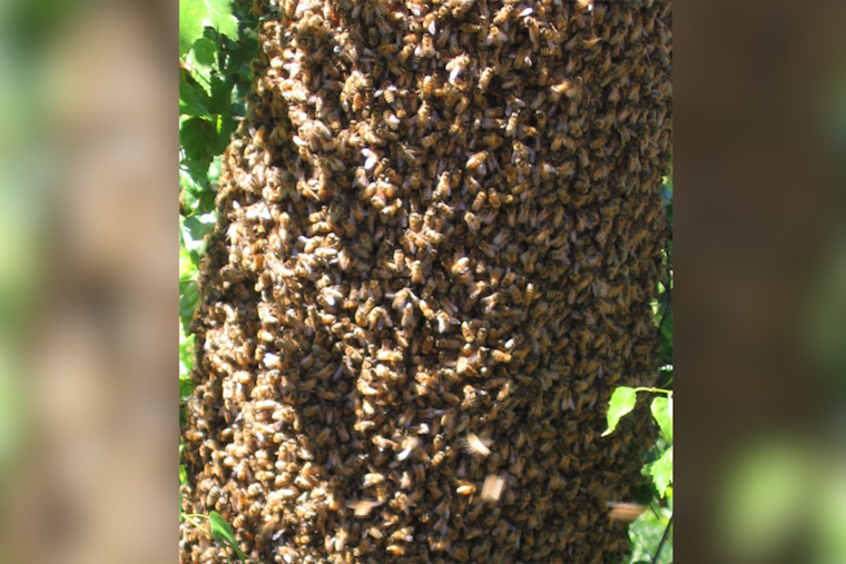 Bee Swarm Crashes Acrisure Stadium Stage Prep Before Wallen Weekend