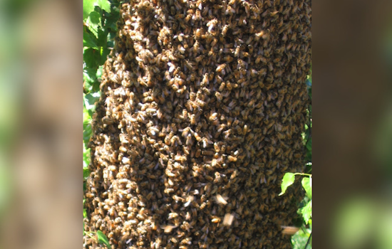 Bee Swarm Crashes Acrisure Stadium Stage Prep Before Wallen Weekend