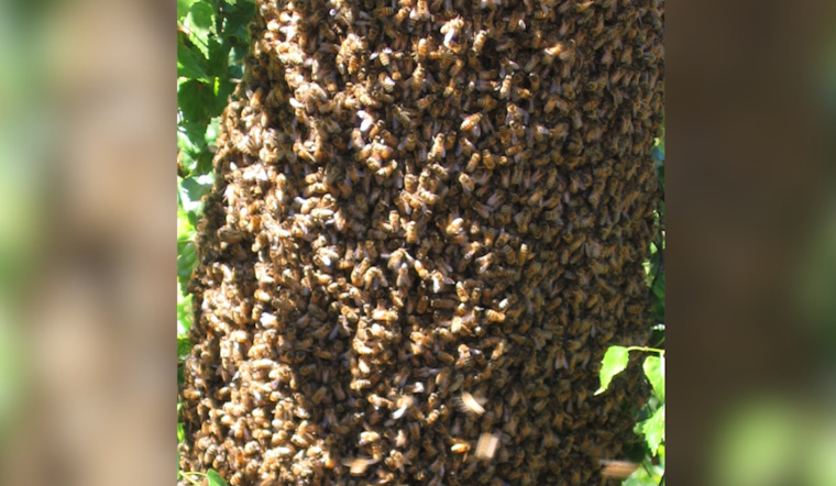 Bee Swarm Crashes Acrisure Stadium Stage Prep Before Wallen Weekend