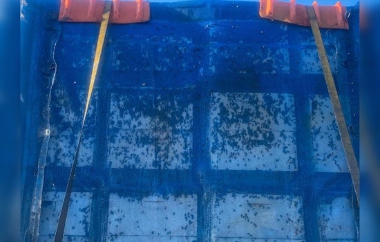 Bee Truck Turns Oklahoma City's I-35 Into a Buzzing Traffic Jam