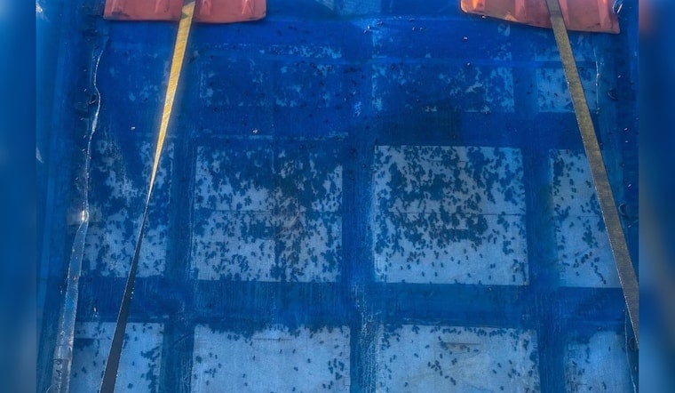 Bee Truck Turns Oklahoma City's I-35 Into a Buzzing Traffic Jam
