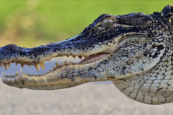 Belle Isle Backyard Pool Party Crashed by Uninvited Gator