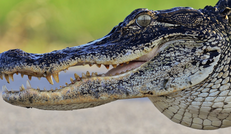 Belle Isle Backyard Pool Party Crashed by Uninvited Gator